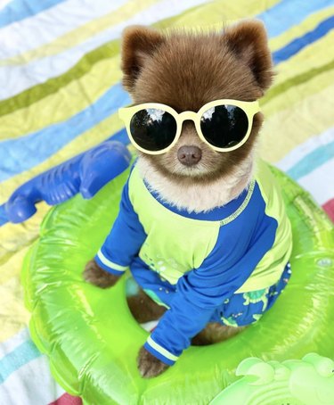 15 Dogs Celebrate Their First Summer Day in Style