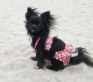 15 Dogs Celebrate Their First Summer Day in Style