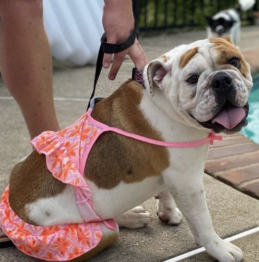 15 Dogs Celebrate Their First Summer Day in Style