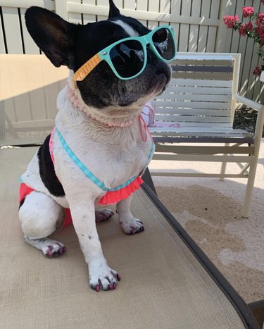 15 Dogs Celebrate Their First Summer Day in Style