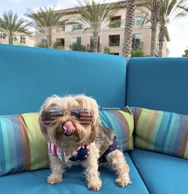 15 Dogs Celebrate Their First Summer Day in Style