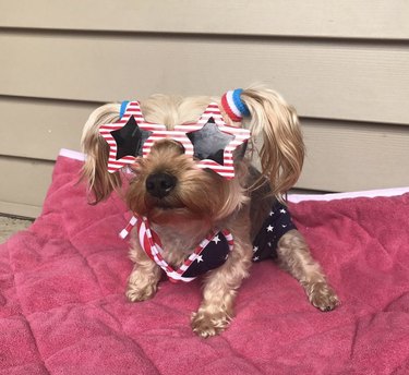 15 Dogs Celebrate Their First Summer Day in Style