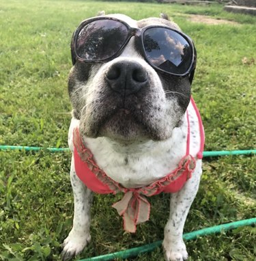 15 Dogs Celebrate Their First Summer Day in Style