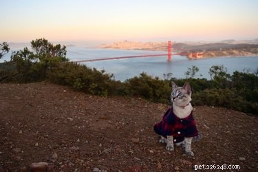 16 Pets Living Their Best Lives: Lessons From the Ultimate Furry Champions