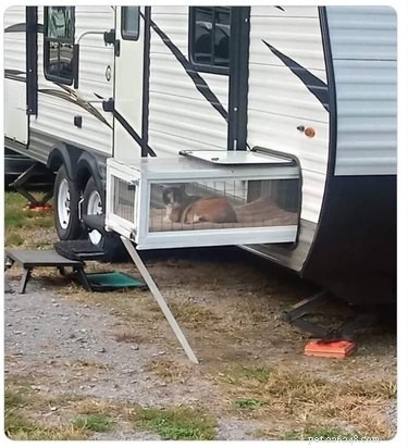 16 Pets Living Their Best Lives: Lessons From the Ultimate Furry Champions