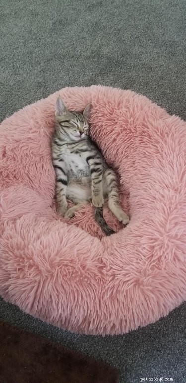 16 Pets Living Their Best Lives: Lessons From the Ultimate Furry Champions