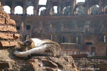 16 Pets Living Their Best Lives: Lessons From the Ultimate Furry Champions