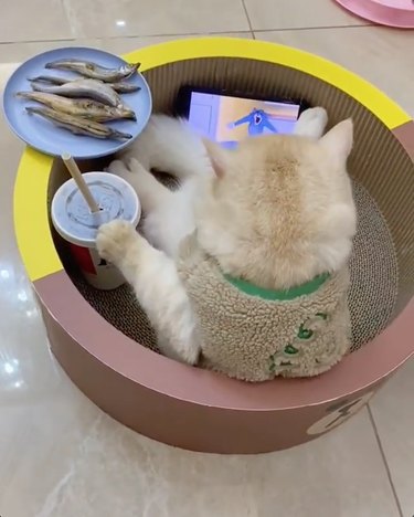 16 Pets Living Their Best Lives: Lessons From the Ultimate Furry Champions