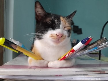 16 Pets Living Their Best Lives: Lessons From the Ultimate Furry Champions