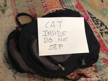 16 Pets Living Their Best Lives: Lessons From the Ultimate Furry Champions