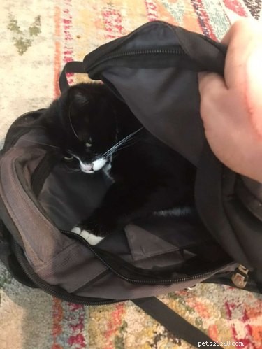 16 Pets Living Their Best Lives: Lessons From the Ultimate Furry Champions