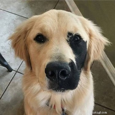 17 Heartwarming Pet Images That Guarantee Stress Relief