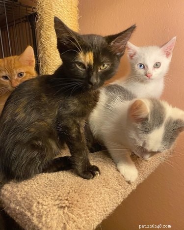 17 Heartwarming Pet Images That Guarantee Stress Relief