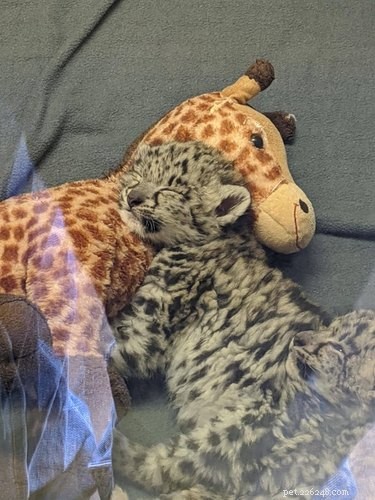 17 Heartwarming Pet Images That Guarantee Stress Relief