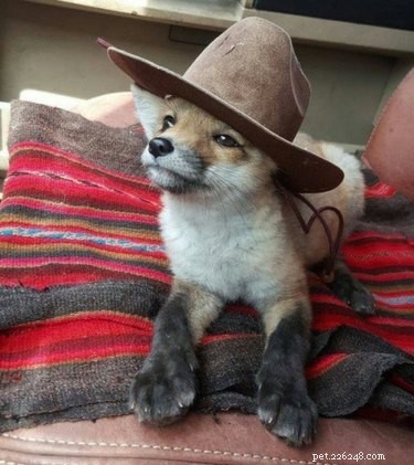 17 Heartwarming Pet Images That Guarantee Stress Relief
