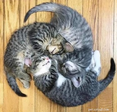 17 Heartwarming Pet Images That Guarantee Stress Relief