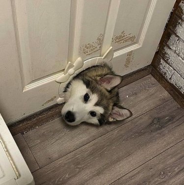 17 Heartwarming Pet Images That Guarantee Stress Relief