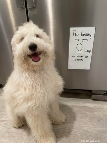 17 Heartwarming Pet Images That Guarantee Stress Relief
