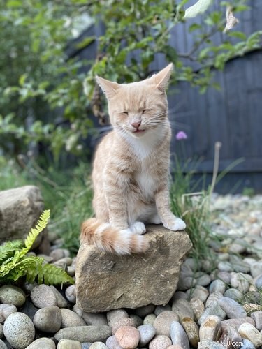 17 Heartwarming Pet Images That Guarantee Stress Relief