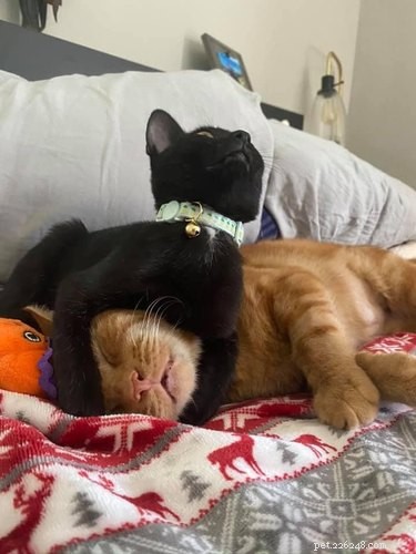 17 Heartwarming Pet Images That Guarantee Stress Relief
