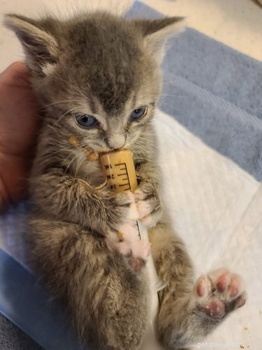 17 Heartwarming Pet Images That Guarantee Stress Relief