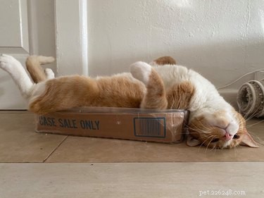 17 Heartwarming Pet Images That Guarantee Stress Relief