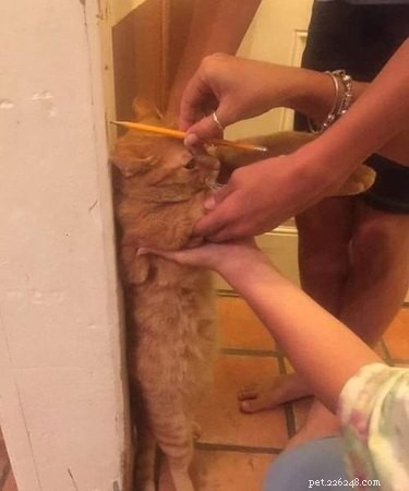 17 Heartwarming Pet Images That Guarantee Stress Relief