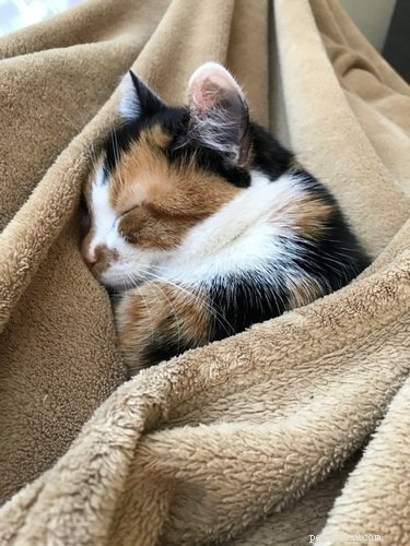 17 Heartwarming Pet Images That Guarantee Stress Relief