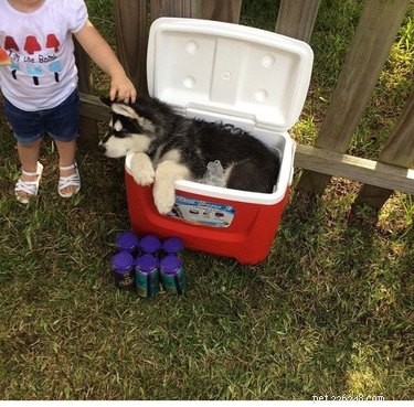 15 Canine Ways to Embrace Summer in Style