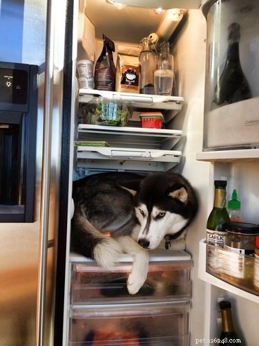 15 Canine Ways to Embrace Summer in Style