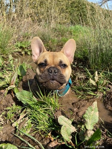 15 Canine Ways to Embrace Summer in Style