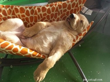 15 Canine Ways to Embrace Summer in Style