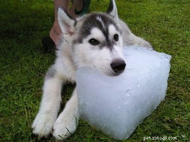 15 Canine Ways to Embrace Summer in Style