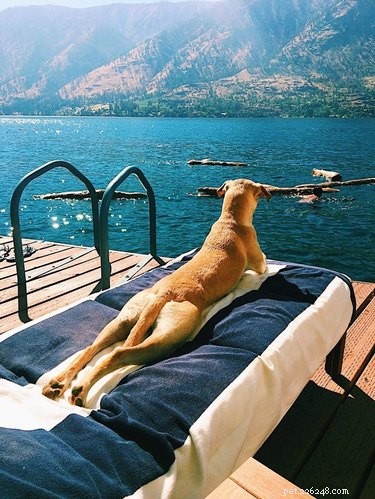 15 Canine Ways to Embrace Summer in Style