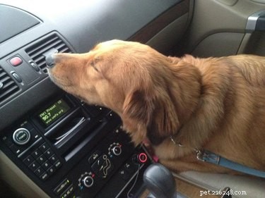 15 Canine Ways to Embrace Summer in Style