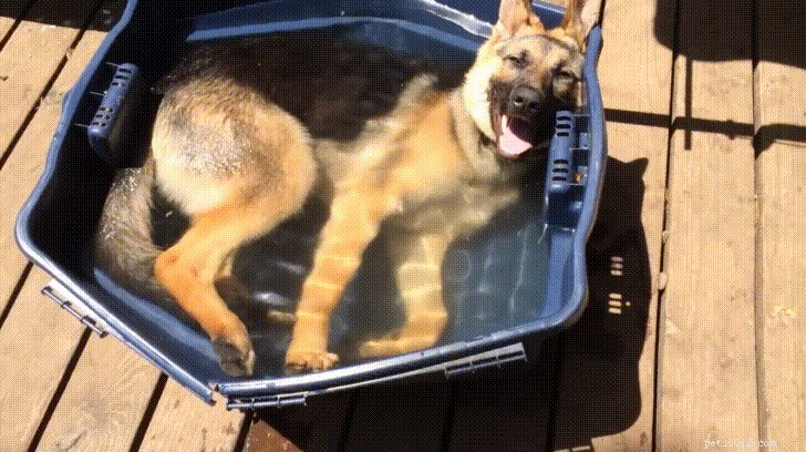 15 Canine Ways to Embrace Summer in Style