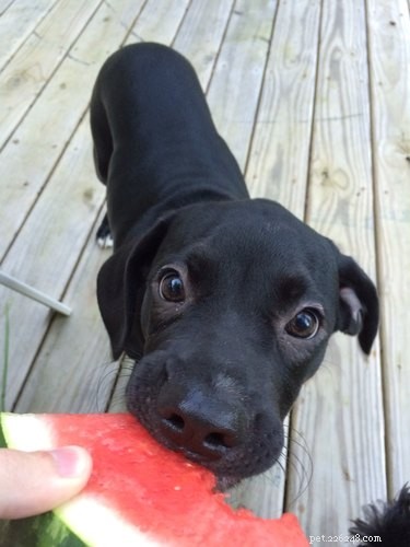 15 Canine Ways to Embrace Summer in Style