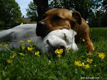 15 Canine Ways to Embrace Summer in Style