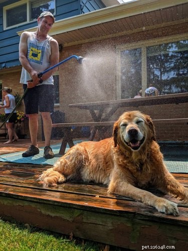 15 Canine Ways to Embrace Summer in Style
