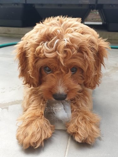 15 Canine Ways to Embrace Summer in Style