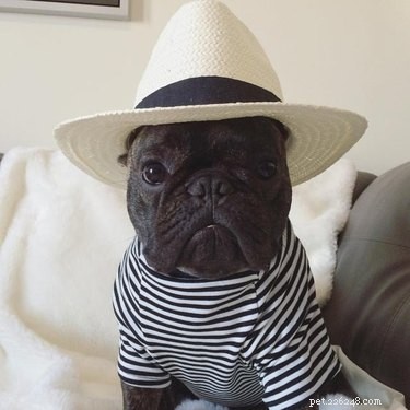 15 Canine Ways to Embrace Summer in Style