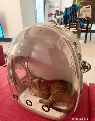 16 Adorable Pets That Are Taking the Internet by Storm