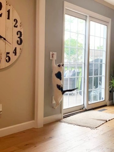 16 Adorable Pets That Are Taking the Internet by Storm