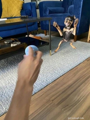 16 Adorable Pets That Are Taking the Internet by Storm