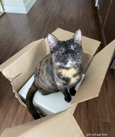 16 Adorable Pets That Are Taking the Internet by Storm