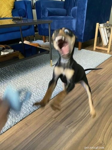 16 Adorable Pets That Are Taking the Internet by Storm