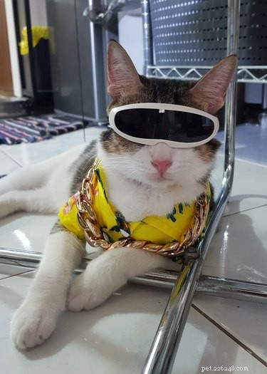 16 Adorable Pets That Are Taking the Internet by Storm
