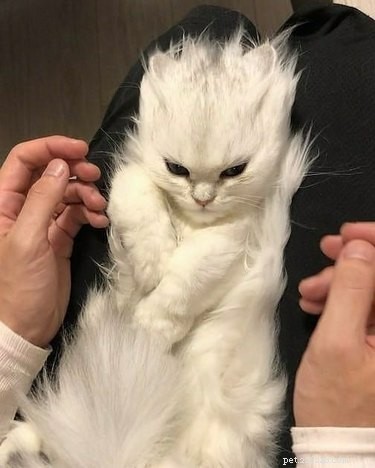 16 Adorable Pets That Are Taking the Internet by Storm