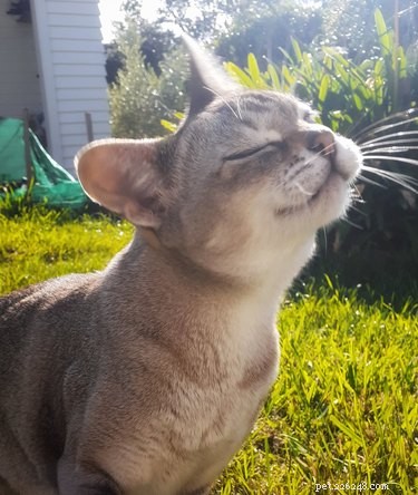 16 Adorable Pets That Are Taking the Internet by Storm