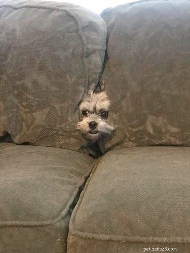16 Adorable Pets That Are Taking the Internet by Storm